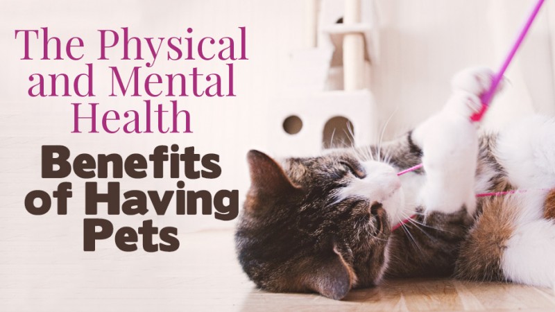 Mental Stimulation Enriches Your Pet's Life